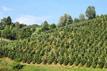 Image showing Apple orchard