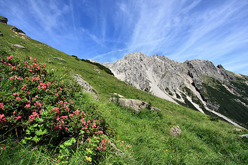 Image showing Alpine meadow