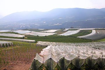 Image showing Farming in Italy