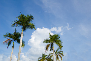 Image showing Palm againts sky