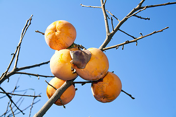 Image showing Persimmon tree