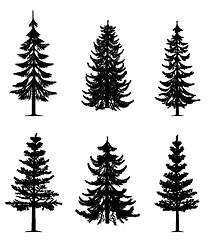 Image showing Pine trees collection