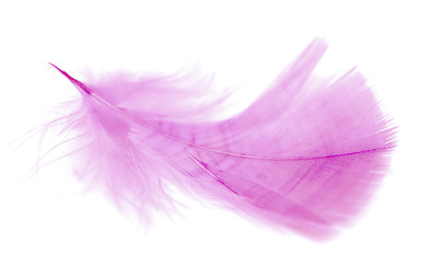 Image showing pink feather