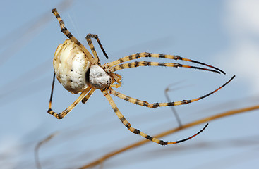 Image showing Spider argiope lobed