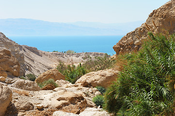 Image showing Ein Gedi Nature Reserve off the coast of the Dead Sea