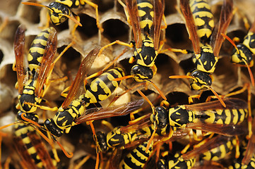 Image showing Wasps nest in the grass