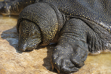 Image showing Nile Soft-shelled Turtle (Trionyx triunguis)