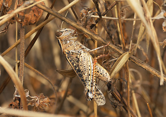 Image showing Grasshopper among a dry plants