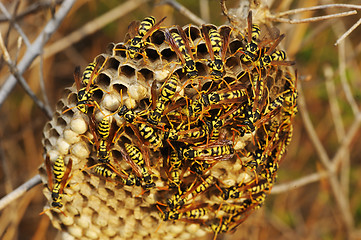 Image showing Wasps nest in the grass