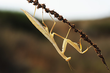 Image showing Yellow mantis