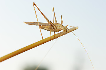 Image showing Grasshopper on the dry straw 
