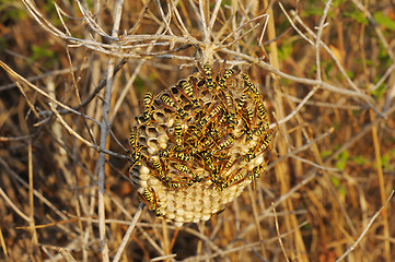 Image showing Wasps nest in the grass