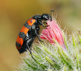 Image showing Blister beetles on a flower