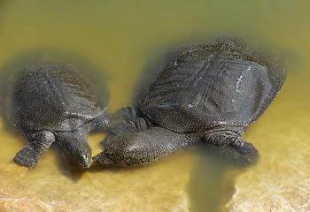 Image showing Nile Soft-shelled Turtle (Trionyx triunguis)