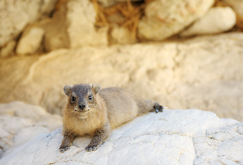 Image showing Yellow-spotted Rock Hyrax