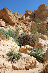 Image showing Ein Gedi Nature Reserve off the coast of the Dead Sea