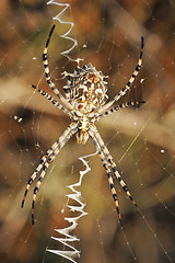 Image showing Spider argiope lobed on the web 