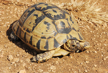 Image showing Turtle 