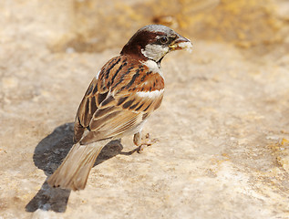 Image showing Sparrow 