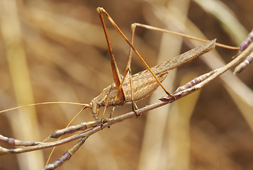 Image showing Grasshopper on the dry straw 