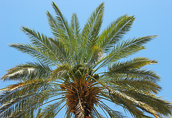Image showing Top of palm 