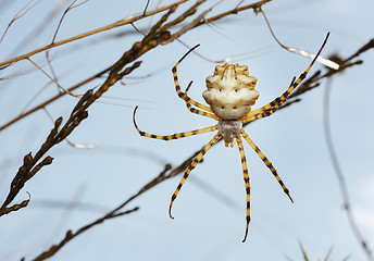 Image showing Spider argiope lobed