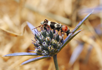 Image showing Longhorn beetle on a flower 