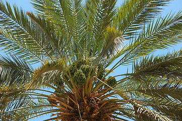 Image showing Top of palm 