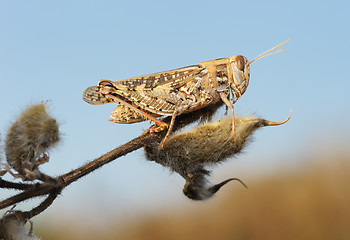 Image showing Grasshopper on the dry plant 