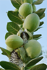 Image showing Fruits and Seeds of Apple of Sodom