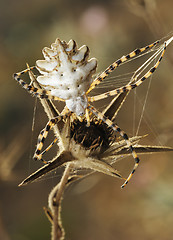 Image showing Spider argiope lobed 