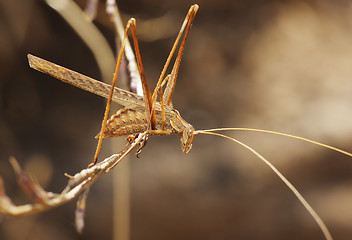 Image showing Grasshopper on the dry straw 