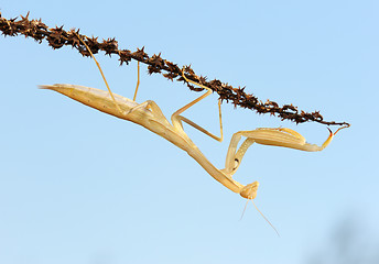 Image showing Yellow mantis