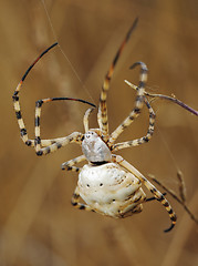 Image showing Spider argiope lobed