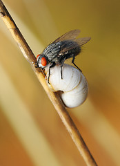 Image showing Fly on the shell