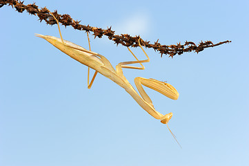 Image showing Yellow mantis