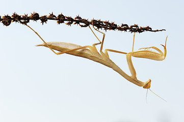 Image showing Yellow mantis