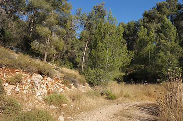 Image showing Mountain forest in Israel