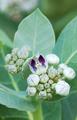 Image showing Flowers of Apple of Sodom