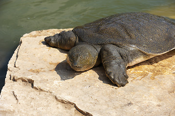 Image showing Nile Soft-shelled Turtle (Trionyx triunguis)