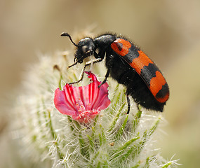 Image showing Blister beetles on a flower