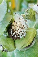 Image showing Fruits and Seeds of Apple of Sodom