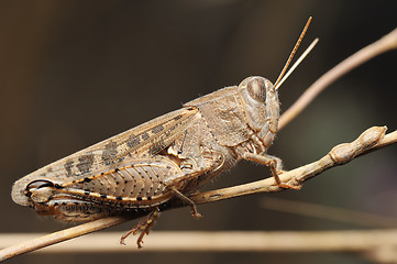 Image showing Grasshopper on the dry plant 