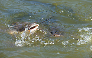 Image showing Catfish