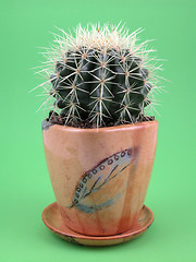 Image showing grussoni cactus