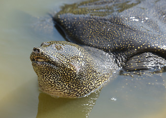 Image showing Nile Soft-shelled Turtle (Trionyx triunguis)