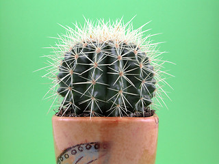 Image showing grussoni cactus