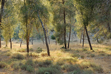 Image showing Mountain forest in Israel