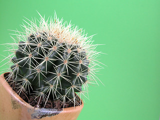 Image showing grussoni cactus