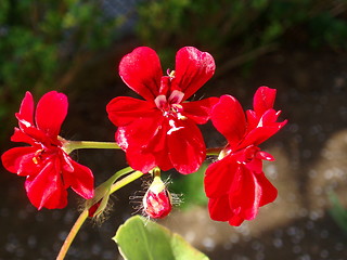 Image showing Red blossom